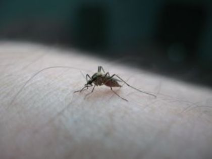 Piano anti-zanzare 2024