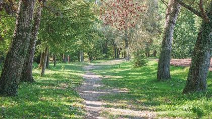 ALBERI PER LA PIANURA VENETA